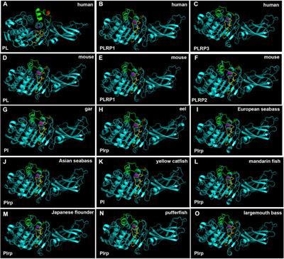 Comparative Study of the Molecular Characterization, Evolution, and Structure Modeling of Digestive Lipase Genes Reveals the Different Evolutionary Selection Between Mammals and Fishes